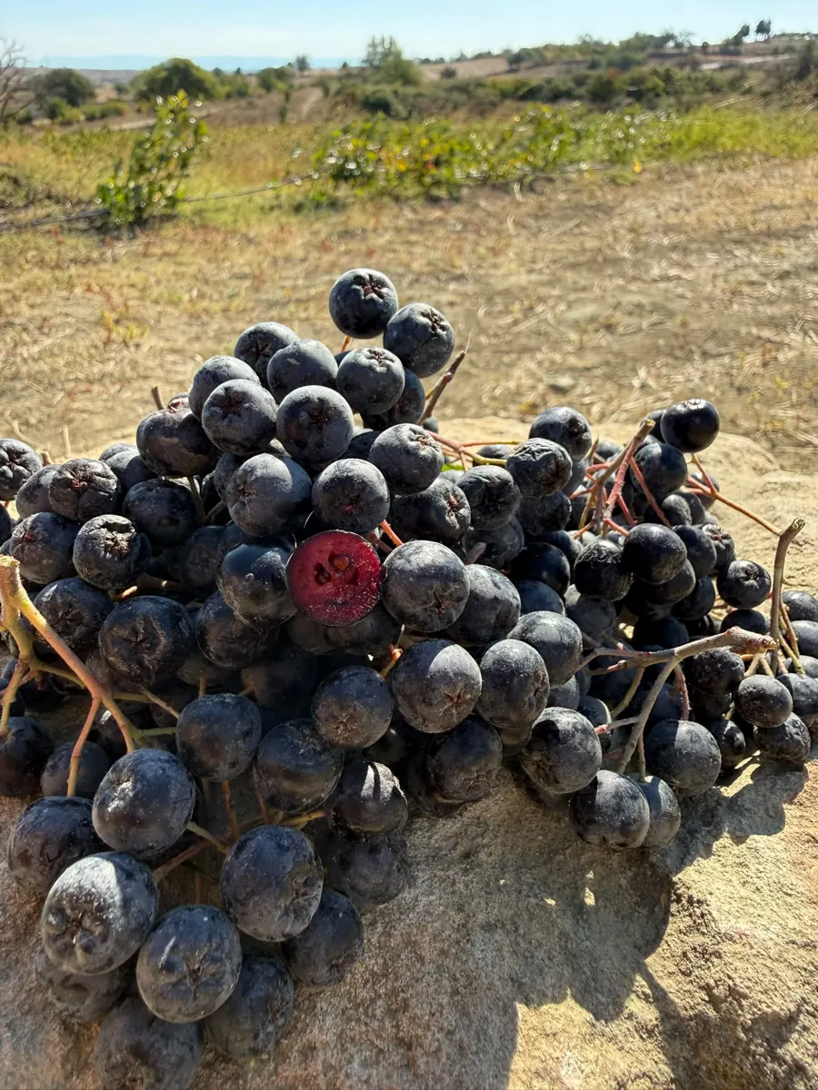 Malkara'daki bahçe manzarası önünde taş üzerinde aronya salkımları, biri ortadan kesilmiş